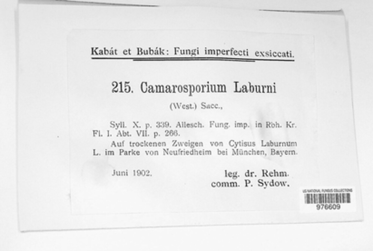 Camarosporium laburni image